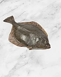 Olive Flounder