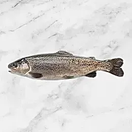 Rainbow Trout