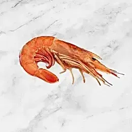 Shrimp