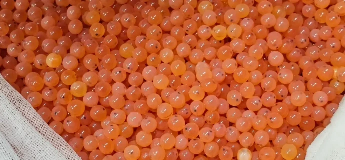 Hatchery Solutions